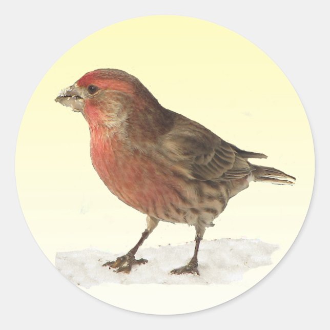 House Finch Classic Round Sticker (Front)