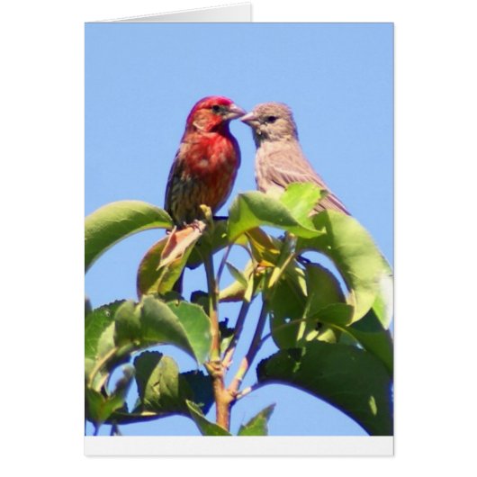 House Finch Couple Cards (Front)