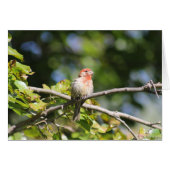House Finch greeting card (Front Horizontal)