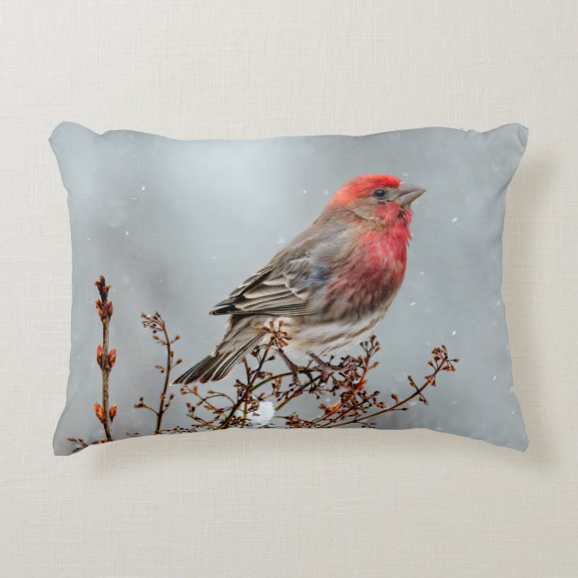 House Finch in Snow - Original Photograph Accent Pillow (Front)