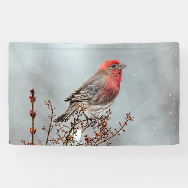 House Finch in Snow - Original Photograph Banner (Horizontal)