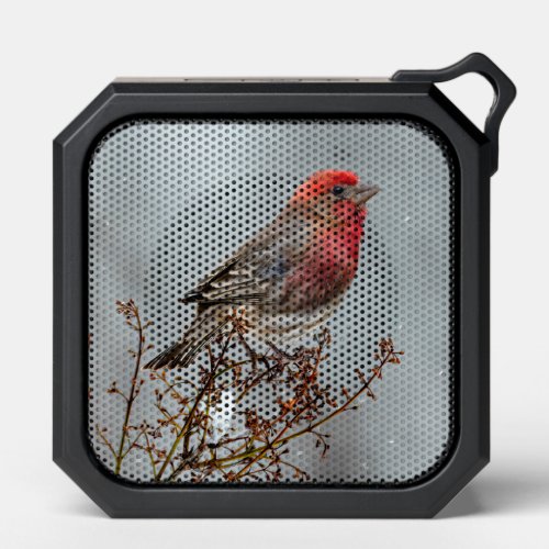 House Finch in Snow _ Original Photograph Bluetooth Speaker