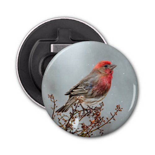 House Finch in Snow _ Original Photograph Bottle Opener