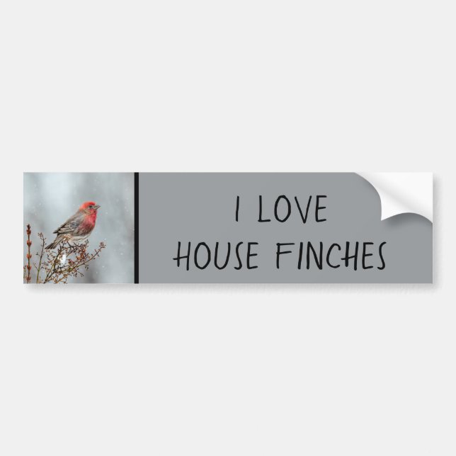 House Finch in Snow - Original Photograph Bumper Sticker (Front)