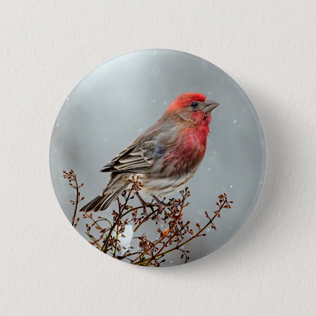 House Finch in Snow - Original Photograph Button (Front)