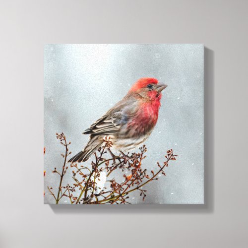 House Finch in Snow _ Original Photograph Canvas Print