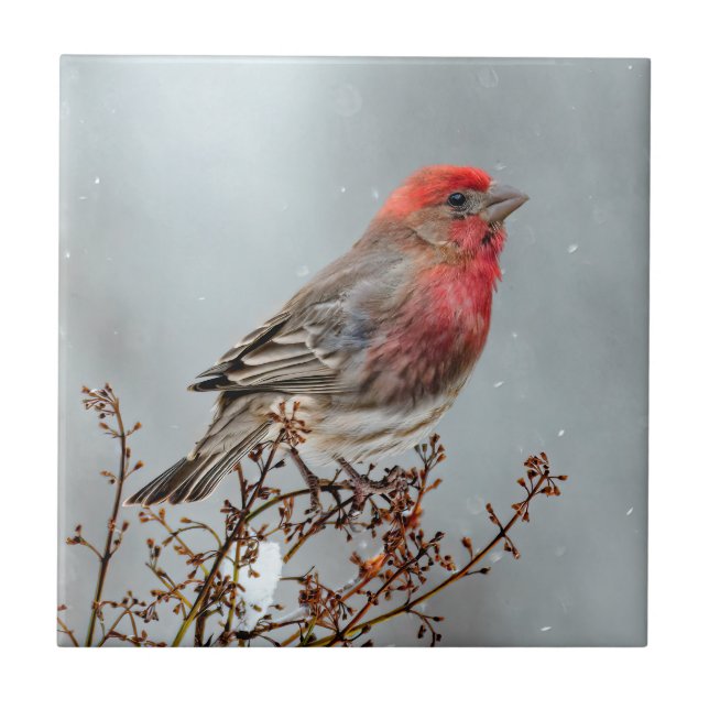 House Finch in Snow - Original Photograph Ceramic Tile (Front)