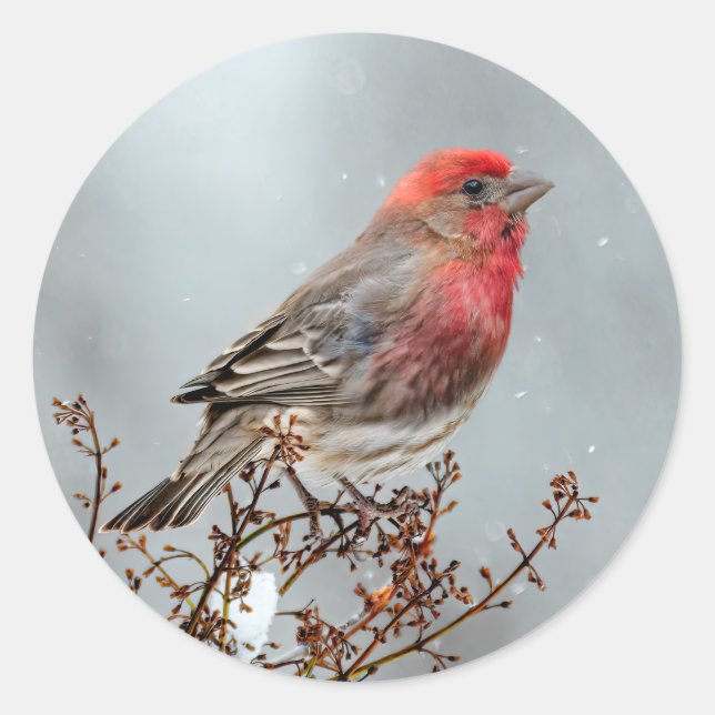 House Finch in Snow - Original Photograph Classic Round Sticker (Front)