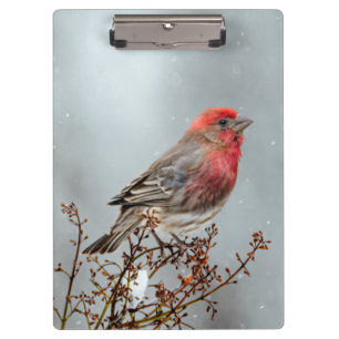 House Finch in Snow - Original Photograph Clipboard
