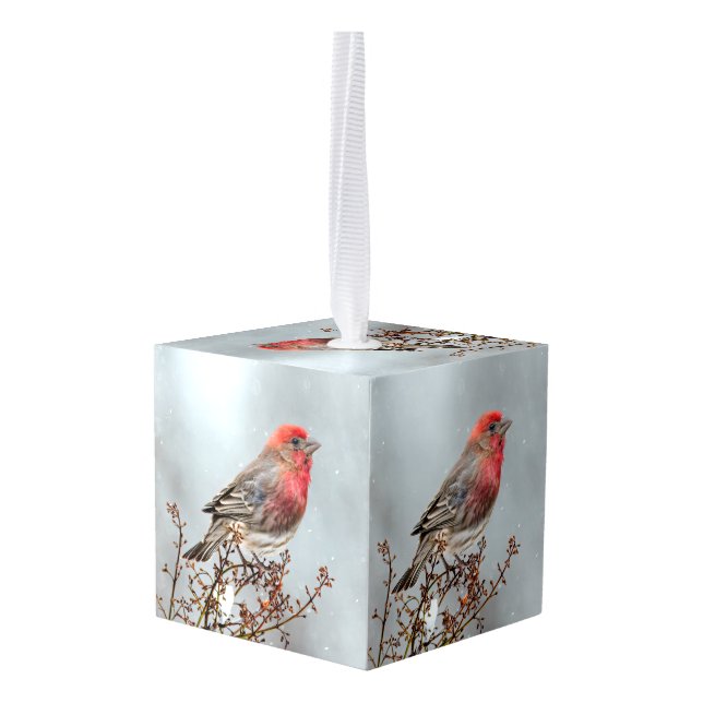 House Finch in Snow - Original Photograph Cube Ornament (Back Angled)