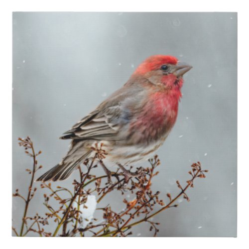 House Finch in Snow _ Original Photograph Faux Canvas Print