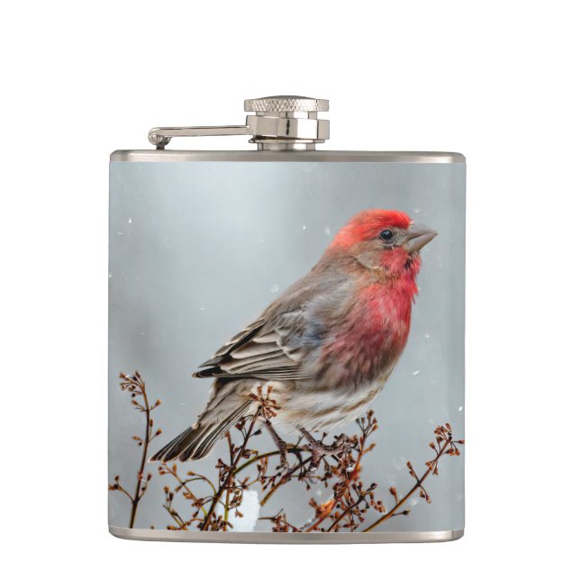 House Finch in Snow - Original Photograph Flask (Front)