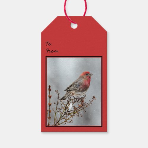House Finch in Snow _ Original Photograph Gift Tags