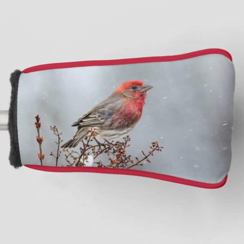 House Finch in Snow _ Original Photograph Golf Head Cover