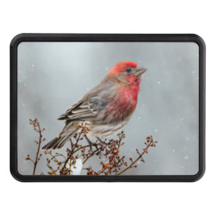 House Finch in Snow - Original Photograph Hitch Cover
