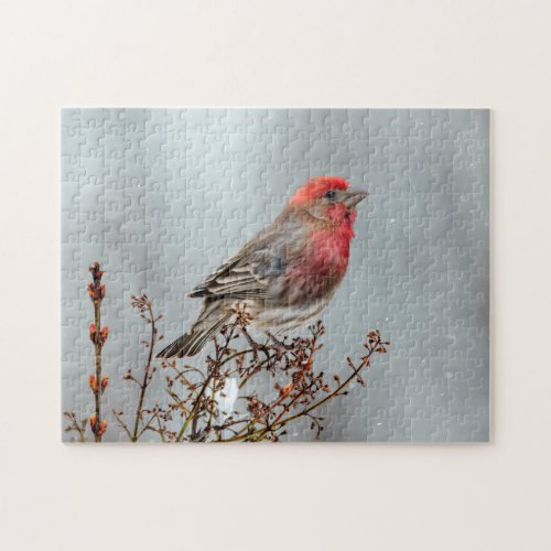 House Finch in Snow _ Original Photograph Jigsaw Puzzle