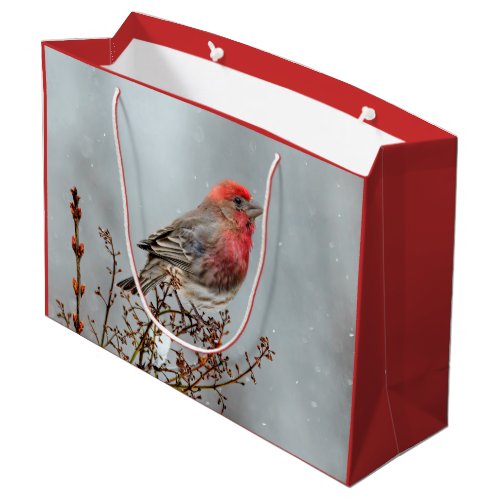 House Finch in Snow _ Original Photograph Large Gift Bag