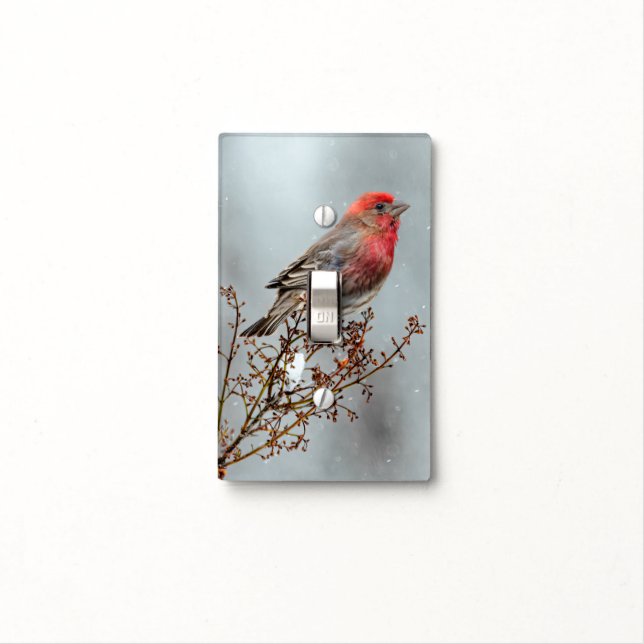 House Finch in Snow - Original Photograph Light Switch Cover (In Situ)