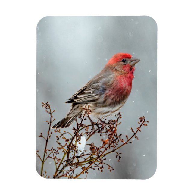 House Finch in Snow - Original Photograph Magnet (Vertical)