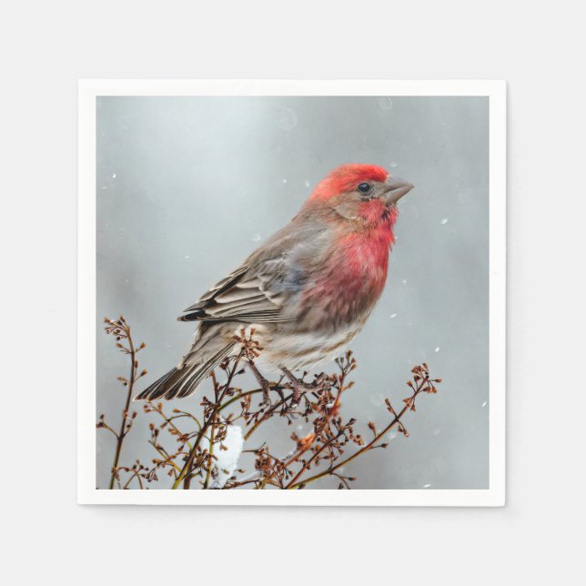 House Finch in Snow - Original Photograph Napkins (Front)