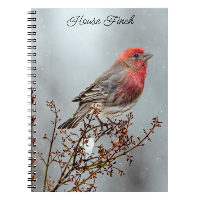 House Finch in Snow - Original Photograph Notebook (Front)