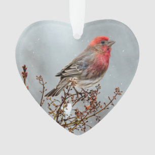 House Finch in Snow - Original Photograph Ornament