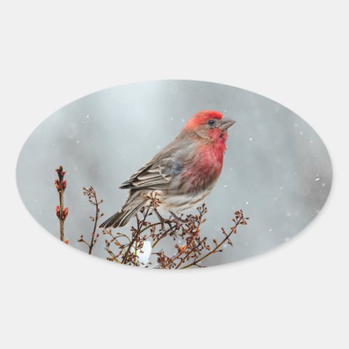 House Finch in Snow _ Original Photograph Oval Sticker