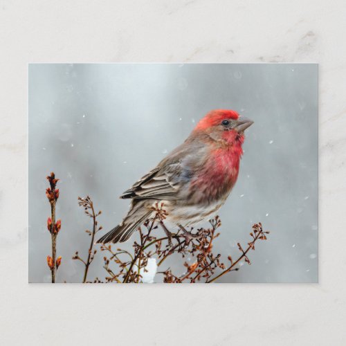 House Finch in Snow _ Original Photograph Postcard