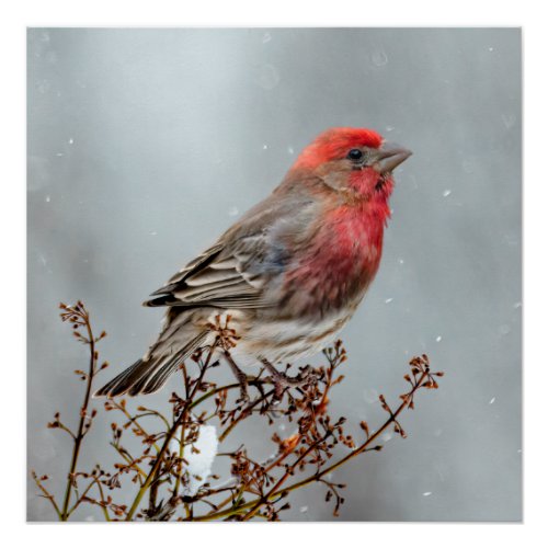 House Finch in Snow _ Original Photograph Poster