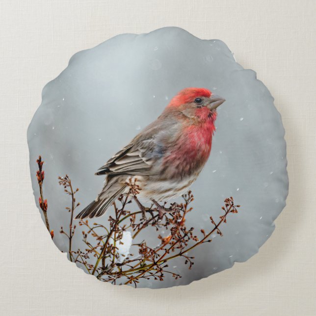 House Finch in Snow - Original Photograph Round Pillow (Back)