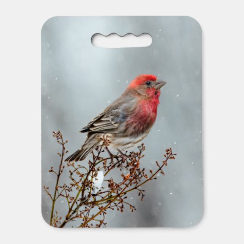 House Finch in Snow _ Original Photograph Seat Cushion