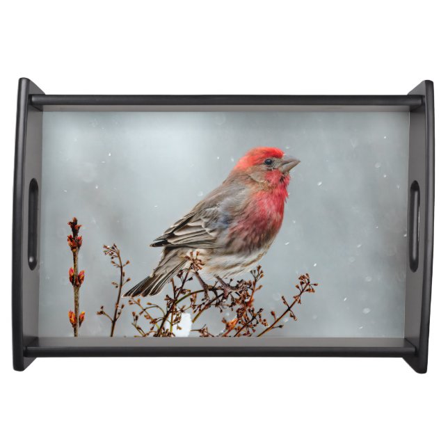 House Finch in Snow - Original Photograph Serving Tray (Front)