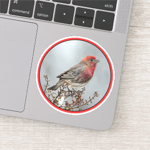 House Finch in Snow - Original Photograph Sticker