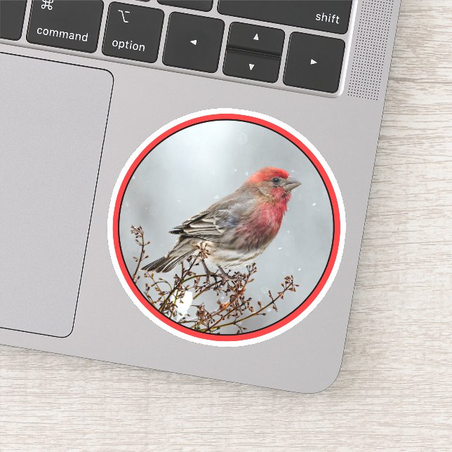 House Finch in Snow - Original Photograph Sticker (Detail)