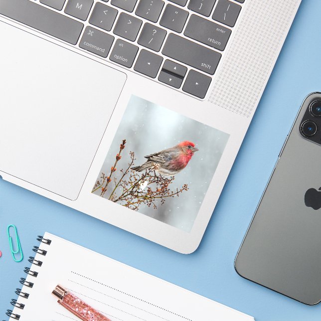 House Finch in Snow - Original Photograph Sticker (Laptop w/ iPhone)