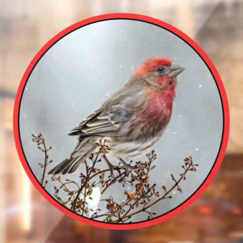 House Finch in Snow _ Original Photograph Window Cling