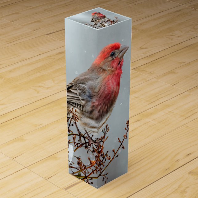House Finch in Snow - Original Photograph Wine Box (Front)
