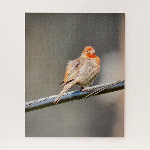 House Finch Jigsaw Puzzle