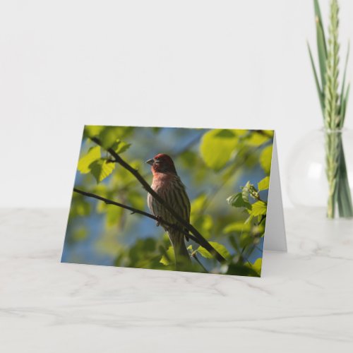 House Finch Merry Christmas Card