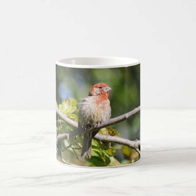 House finch mug (Center)