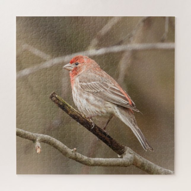 House finch perched on branch jigsaw puzzle (Horizontal)