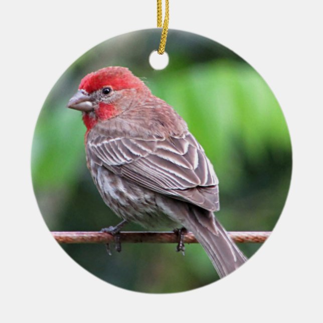House finch photo ceramic ornament (Front)