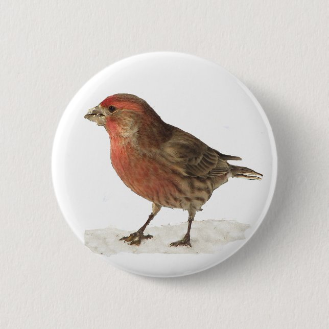 House Finch Pinback Button (Front)