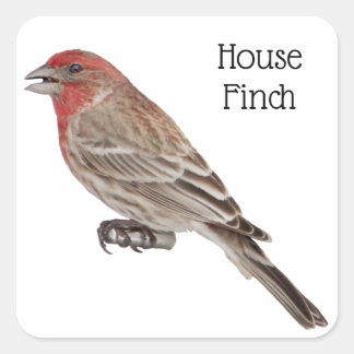House Finch Square Sticker