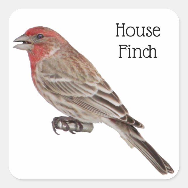 House Finch Square Sticker (Front)