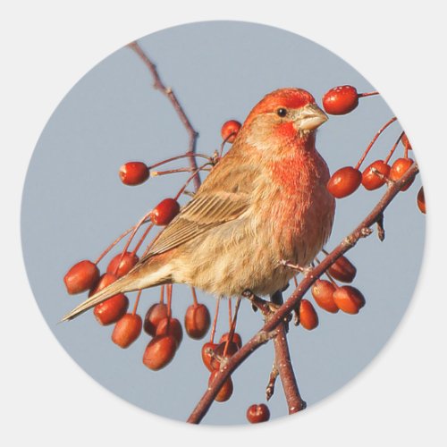 House Finch with Hawthorn Berries Classic Round Sticker