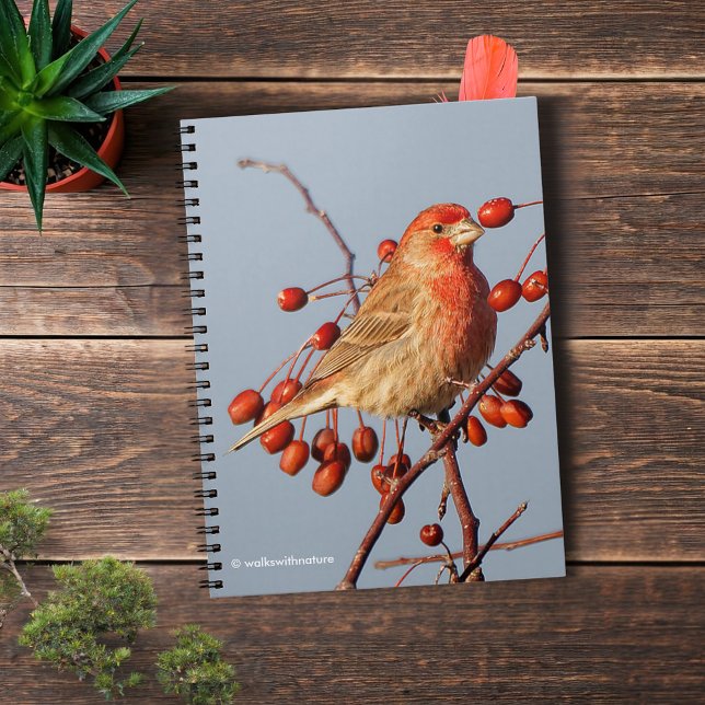 House Finch with Hawthorn Berries Notebook (House Finch with Hawthorn Berries Journal Cover Photo)
