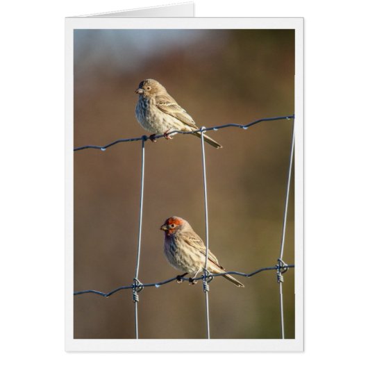 House Finches Cards (Front)