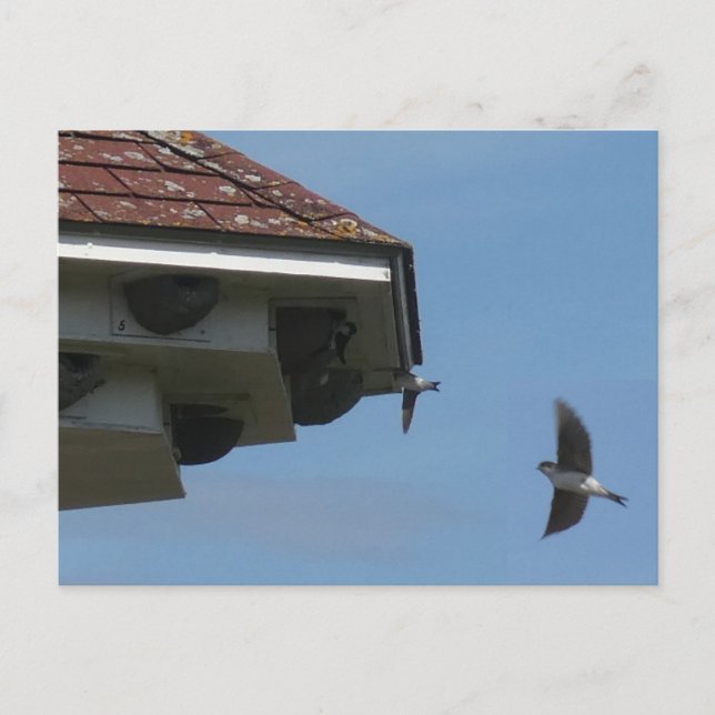 House Martins at Nest Box DIY Postcard (Front)