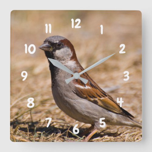 House Sparrow bird Clock